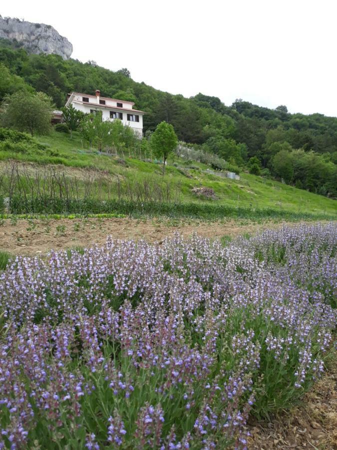 Apartment Finderli Buzet Exterior foto